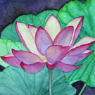The Lotus Flower Series