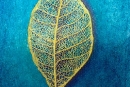 Leaf-Skeleton