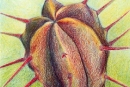 Succulent