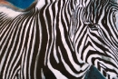 zebra_2003_pastel_v1_psd