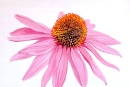 Coneflower