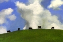 Cloud Grazing                               