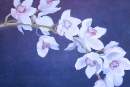 miniature-cymbidium-orchid