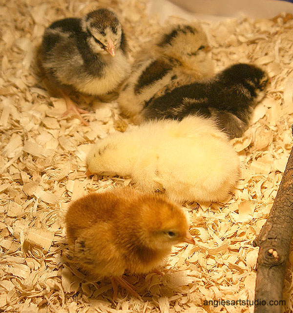 baby chicks 3-4 days old