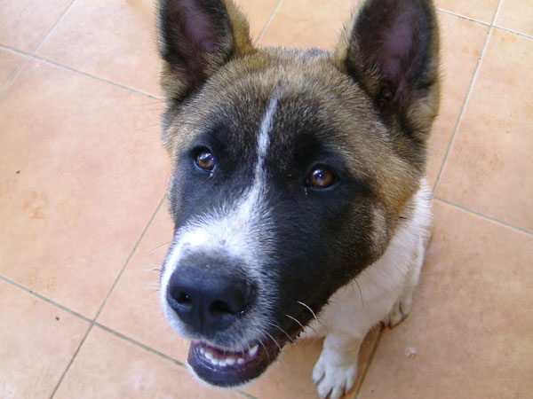 akita dog