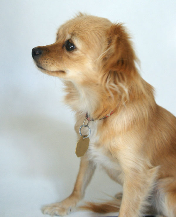 Long Hair Chihuahua Mix 