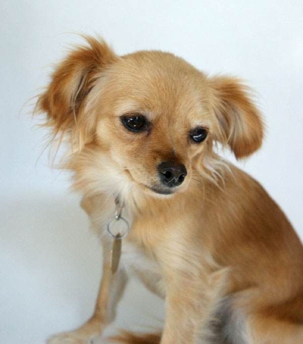 long haired chihuahua jack russell mix