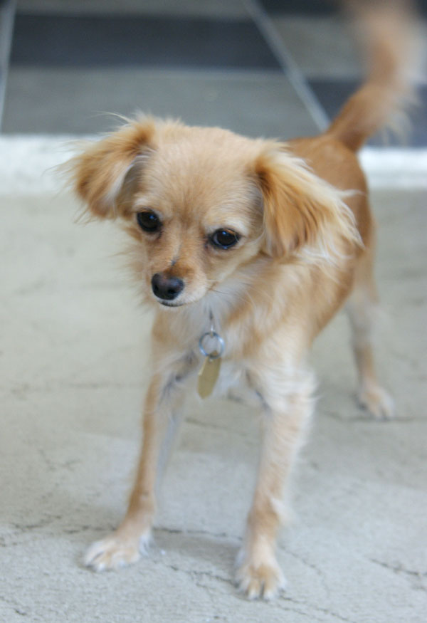 Long Hair Chihuahua Mix 