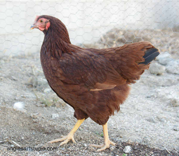 Rhode Island Red Chicken