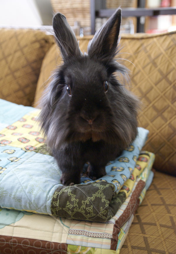 simba the lionhead rabbit