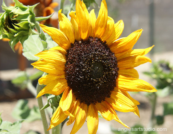 velvet queen sunflower