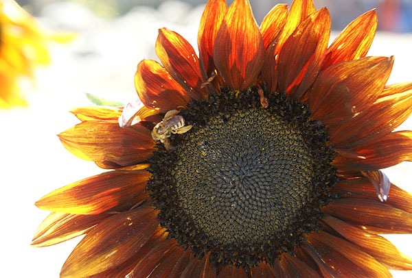 sunflower and bee