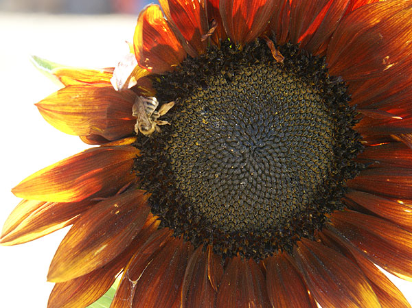 sunflower and bee