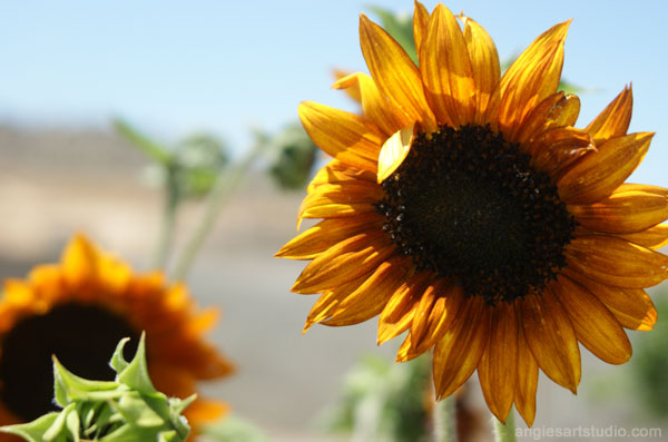 sunflowers