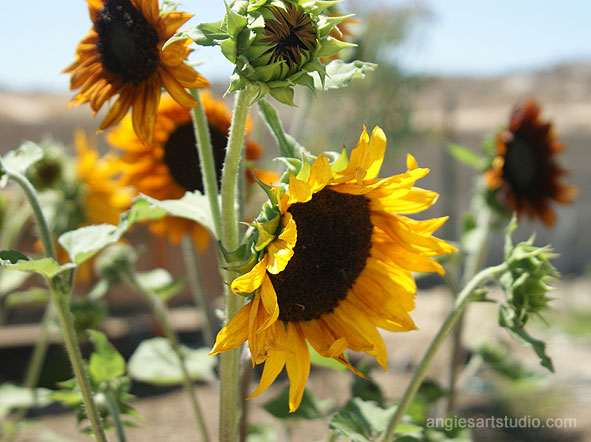 sunflowers