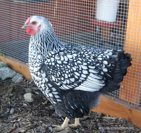 silver laced wyandotte